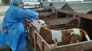 A pilot inspection at Organic Milk LLC and Galeks-Agro PE