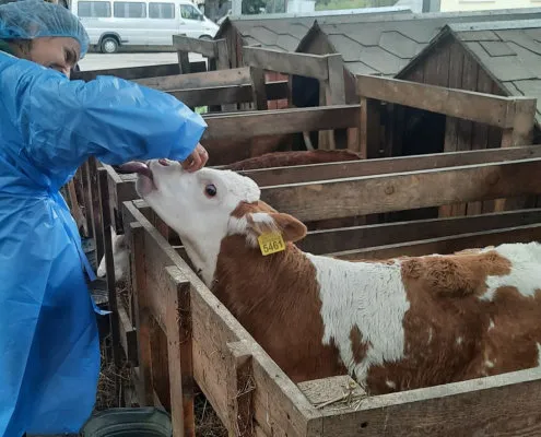 A pilot inspection at Organic Milk LLC and Galeks-Agro PE
